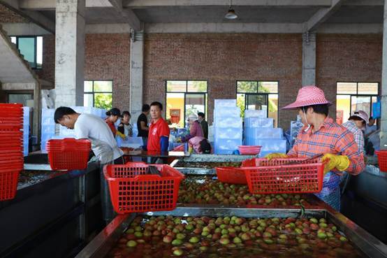 深耕卅六載，海口荔枝大王引領珍品走向全國